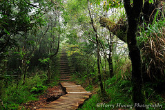 4_D308443-Taiwan Beech Trail, Yilan Conty, Tai...