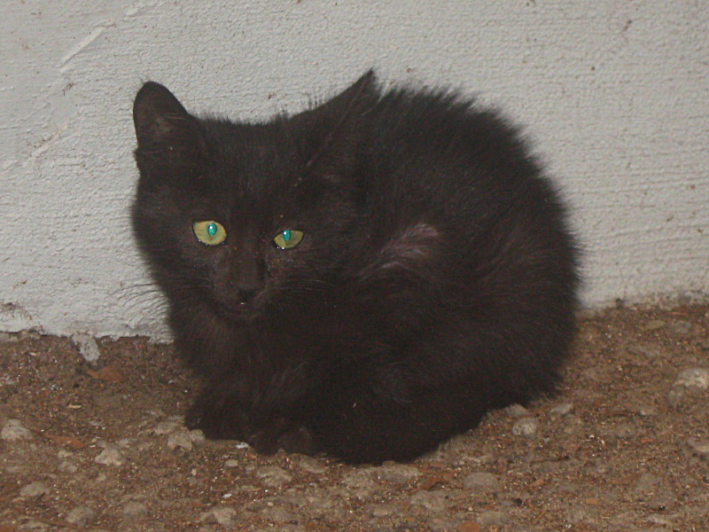 13-11-2009-sad-kitten