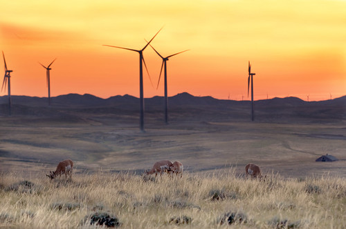 Prong Horn Antelope graze on the prairie at Duke Energy's 99-megawatt Campbell Hill Windpower Project near Casper, Wyoming.