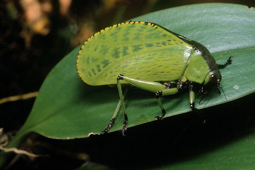 В ТРАВЕ СИДЕЛ КУЗНЕЧИК Dysmorpha obesa Brunner von Wattenwyl, 1878 (Tettigoniidae, Phaneropterinae)