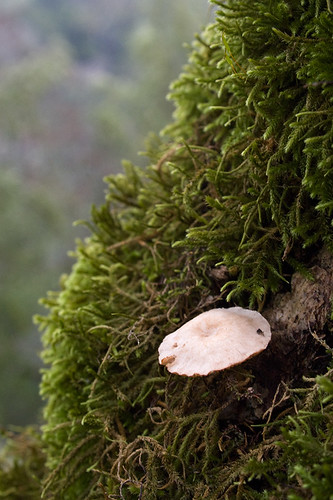 Fungi and Moss, Las Trampas, EBRPD