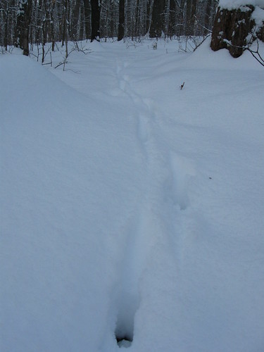 Deer Tracks!