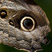 Owl Butterfly close-up