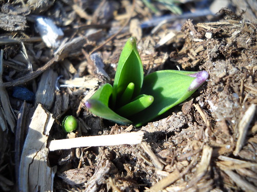 hyacinth sprout