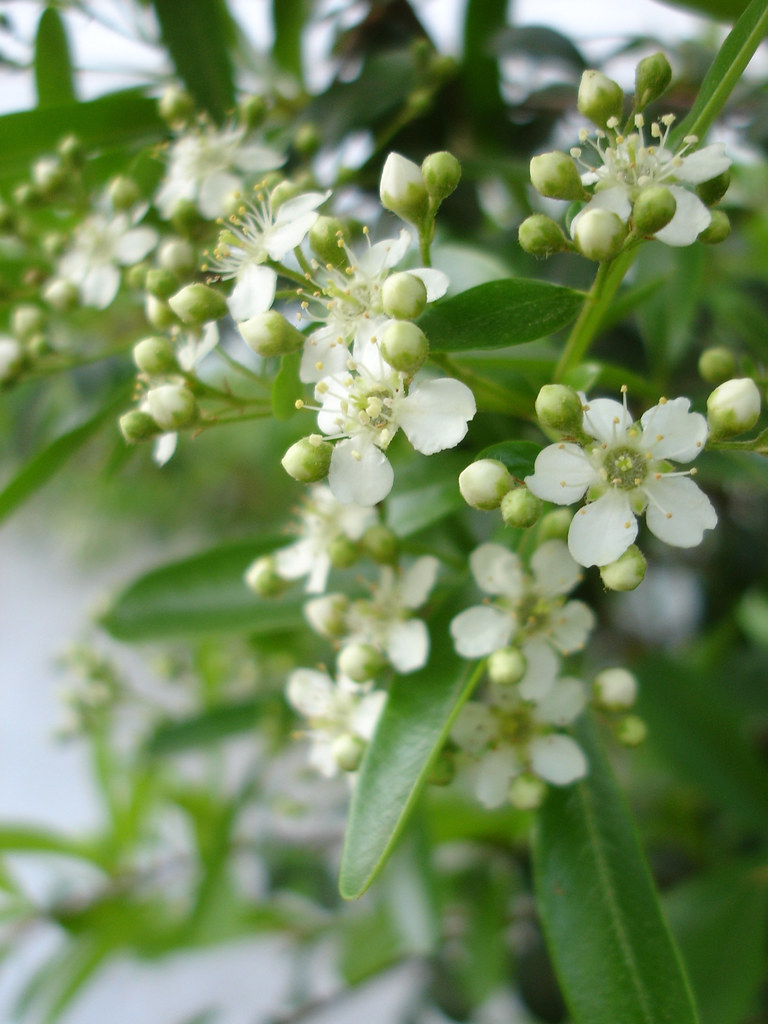 pyracantha blossoms