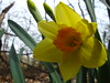 Easter daffodil