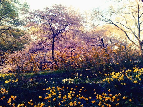 Blooms in Central Park Colorcross