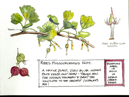 Ribes Missouriensis - goos Berries