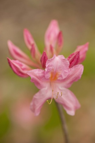 Rhododendron prinophyllum 'Marie Hoffman' 