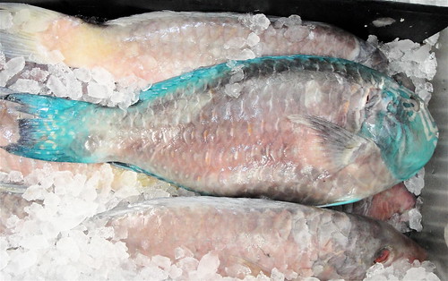 99parrotfish