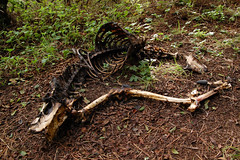 20100107 Deer Skeleton