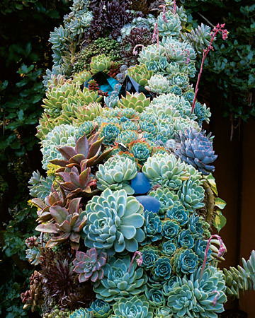 succulents Martha Stewart Living