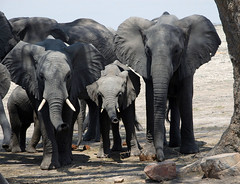 Elephants, Vwaza Marsh Wildlife Reserve