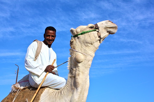 Cairo - Camel Market - 42