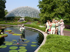 Water lily Demonstration