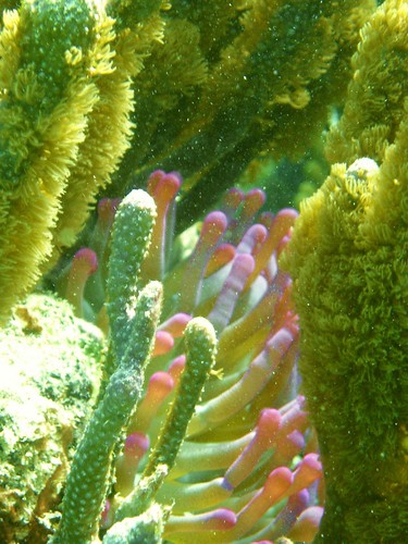 Coral Reef Closeup
