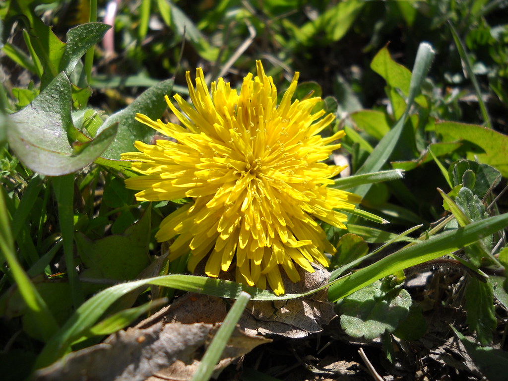 From snow in Nashville, to sunshine and 60s in Texas, dandelions give a beautiful pop of color in a deep green field of thick grass.