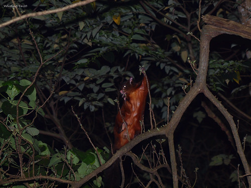 大赤鼯鼠 Petaurista philippensis