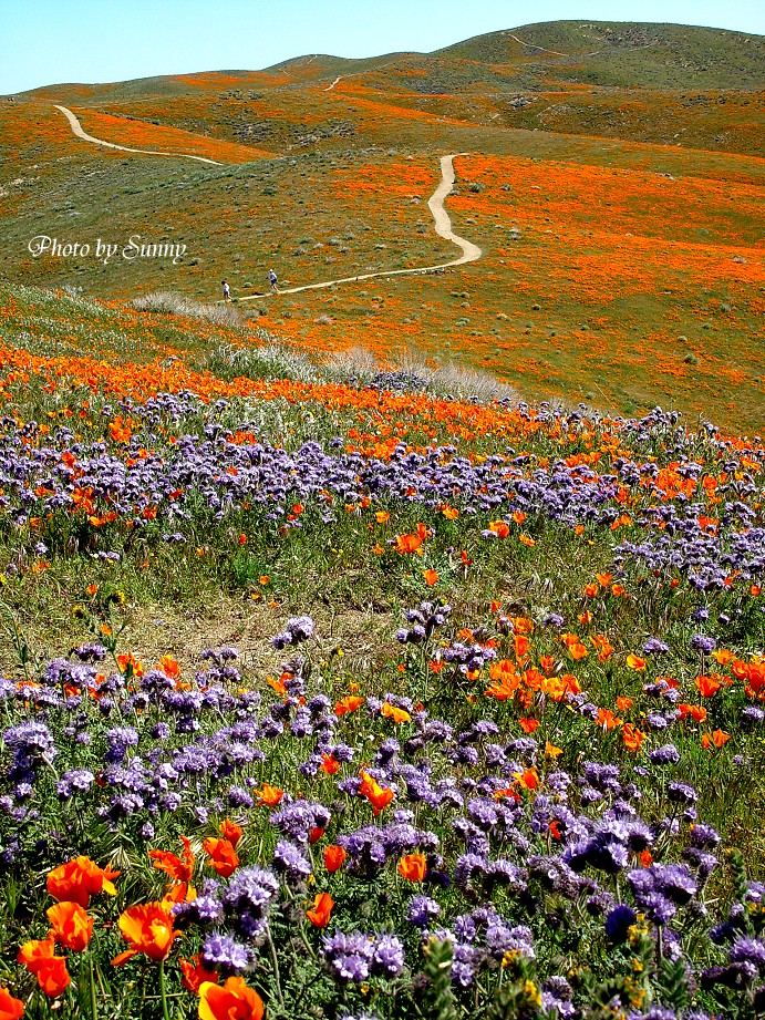 Antelope Valley California Poppy Reserve 2004