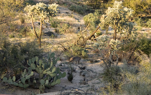 The bobcat is in the center of the photo.  Click to enlarge!