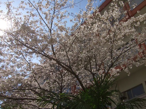 まだ残る桜に見事な青空。深謝。