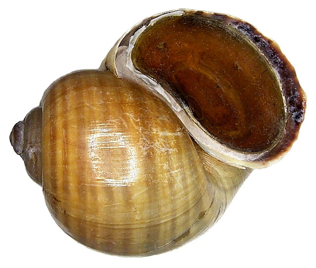 Pomacea paludosa (Say, 1829)