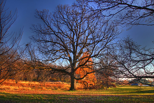 Bur Oak at Morton Arboretum in HDR