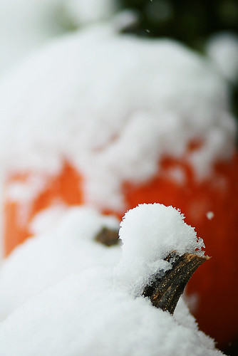 First Snow - 339/365 - Dec 5