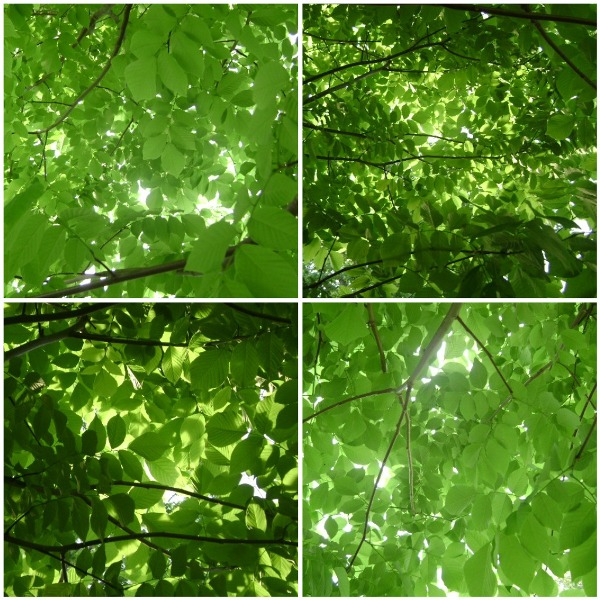 Green Leaves Collage