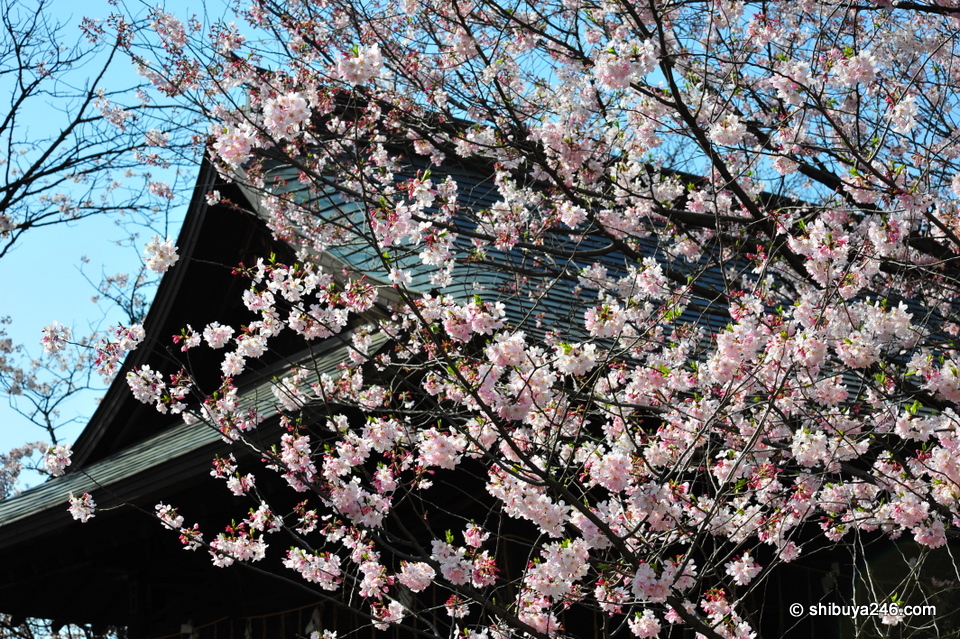 The Shrine buildings provide a nice backdrop for the Sakura.