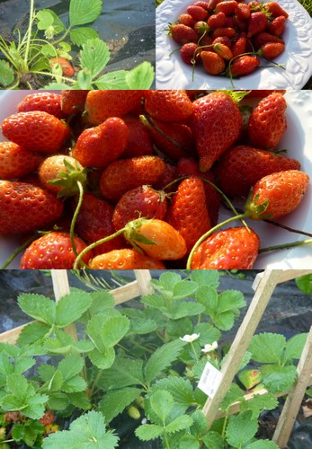 premières fraises