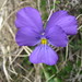 Alpine Viola