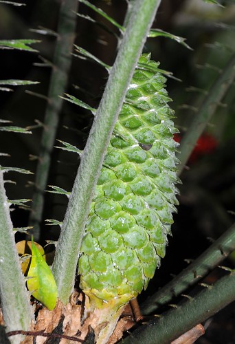encephalartos villosus x umbeluziensis2