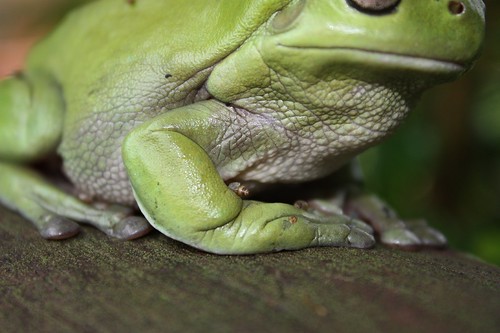 Tree Frog and Passengers