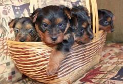 another basket of puppies 4 weeks old!