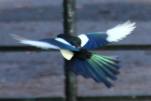 Kelvingrove Park Magpies 46