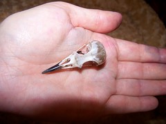 Bird skull I found on the walk
