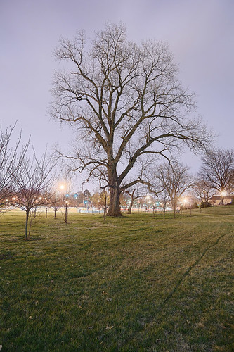 River des Peres Greenway, in Saint Louis, Missouri, USA - large tree