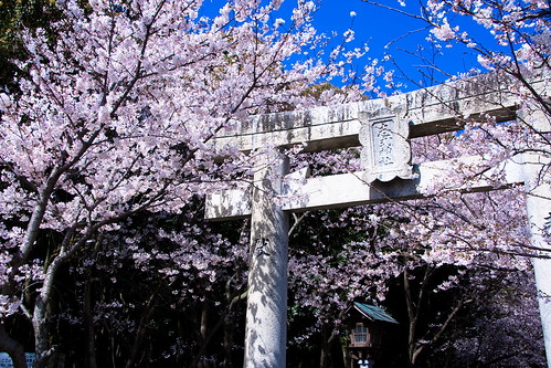 sakura and gateway to a Shinto shrine