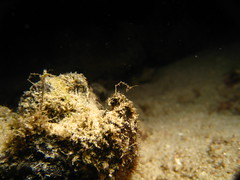 Skeleton Shrimp on a night dive