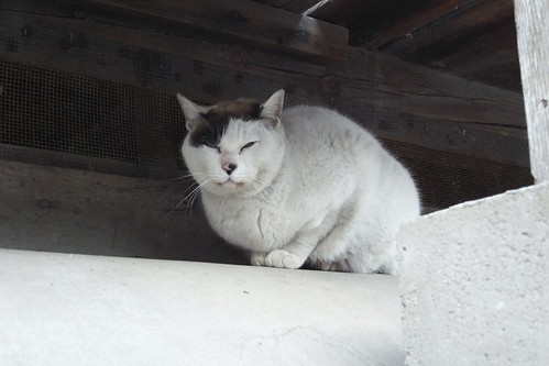 Today's Cat@2010-03-29