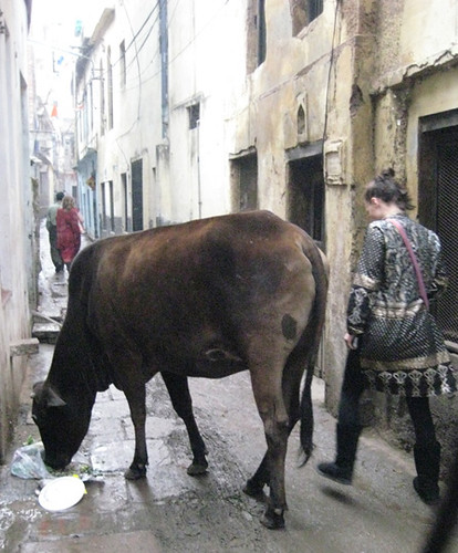 Varanesi Sacred Cow by iconic images