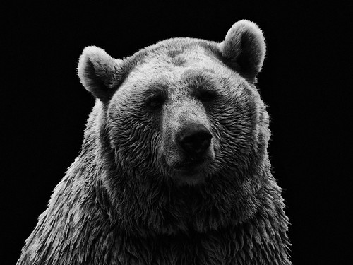 フリー画像|動物写真|哺乳類|熊/クマ|モノクロ写真|フリー素材|