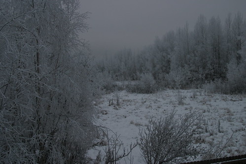 tree and snow 058