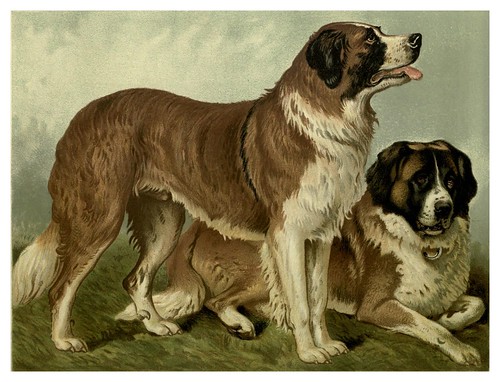010b-San Bernardos2-The illustrated book of the dog 1881- Vero Kemball Shaw