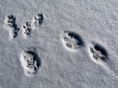 Red Fox, Grey Squirrel prints in snow