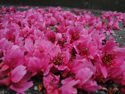 台神櫻花