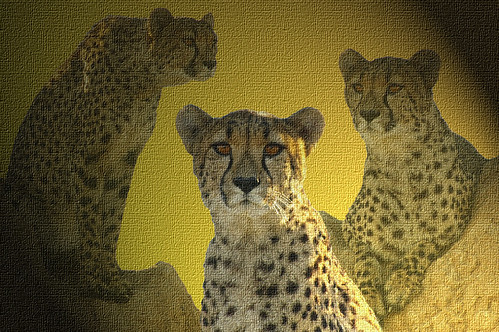 Cheetah Trio