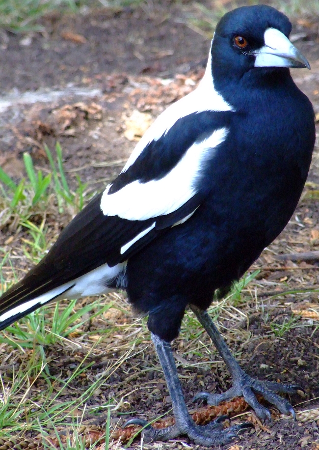 australian magpie