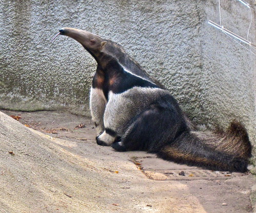 Giant anteater by ellenm1, on Flickr